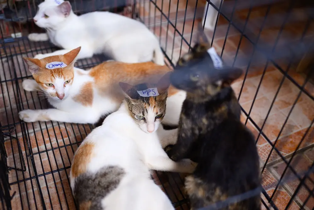 Paw Rescue 3