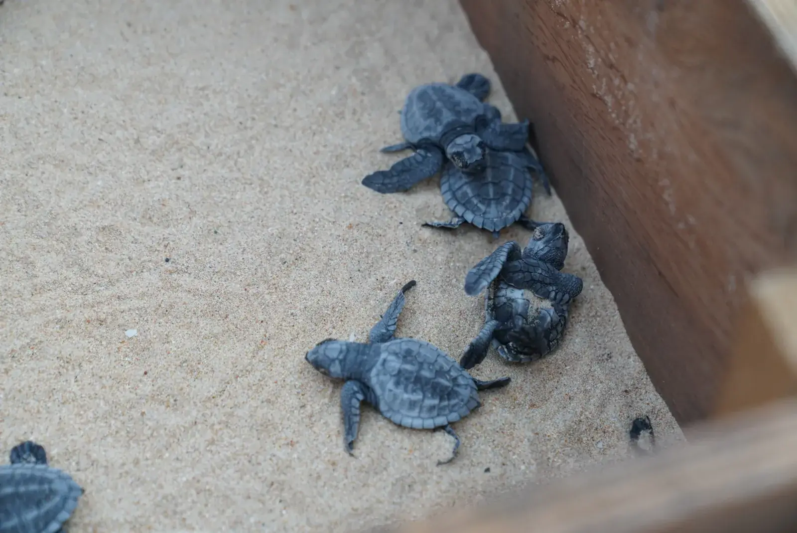 Hatchlings heading to the sea at Nacpan Beach