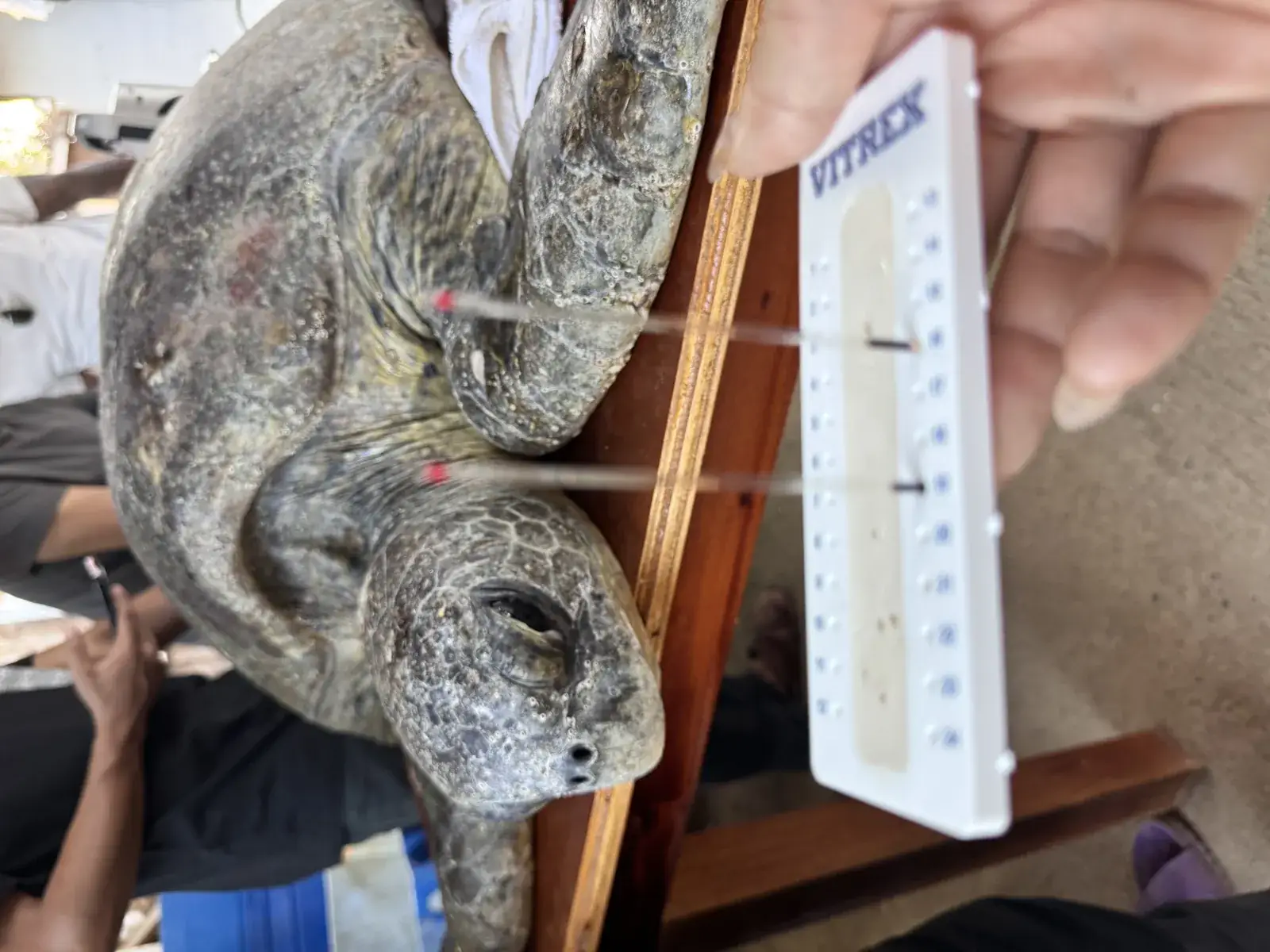 Lolo, a grandfather green turtle