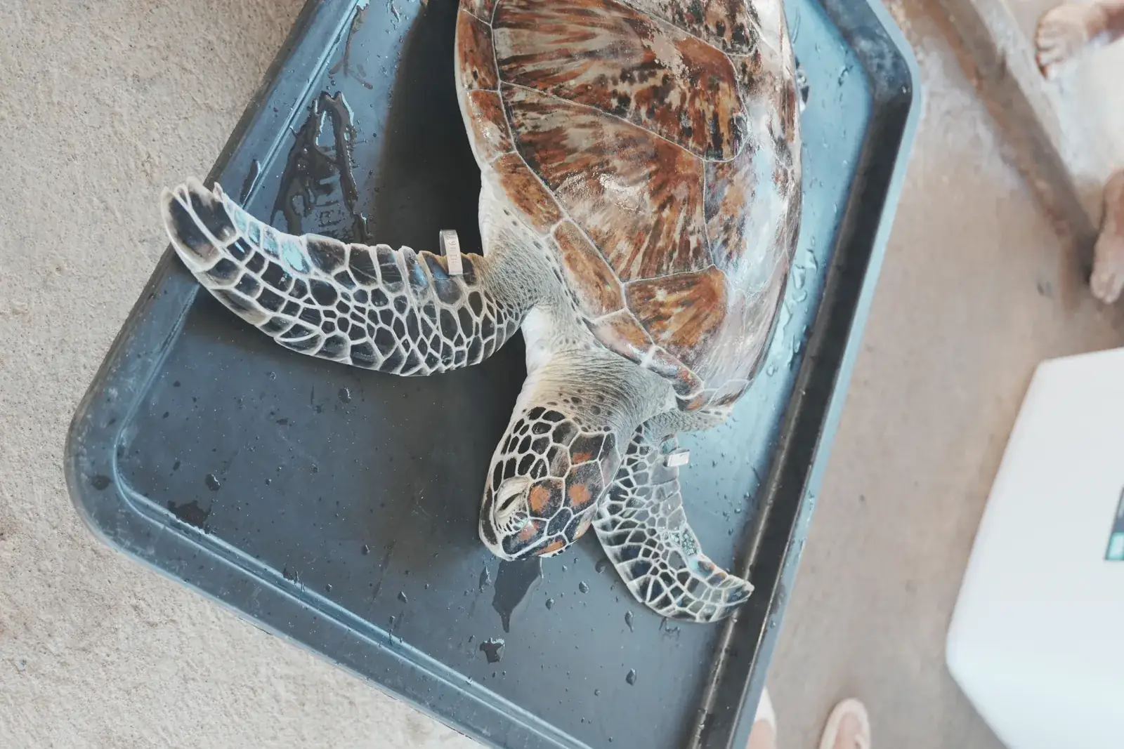 Mula the green sea turtle